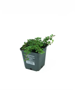 Kleinblättrige Teppichmispel „Streibs Findling“ -Blatt Tanz Verkäufe 403107860735420ipl 1020 VOL 04082 frei original 800x800