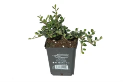 Kleinblättrige Teppichmispel „Frieders Evergreen“