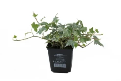 Weißbunter Freilandefeu „Glacier“