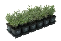 Weißbunte Kriechspindel „Emerald Gaiety“ 4 Weißbunte Kriechspindel „Emerald Gaiety“ – Bild 4