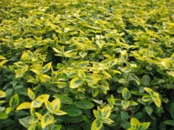 Gelbbunte Kriechspindel „Emerald Gold“ -Blatt Tanz Verkäufe 403107860814620ipl 1273 Euonymus20fortunei20Emerald20Gold202 original 800x800