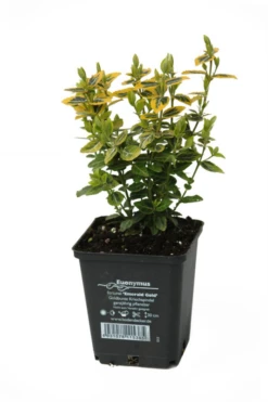 Gelbbunte Kriechspindel „Emerald Gold“