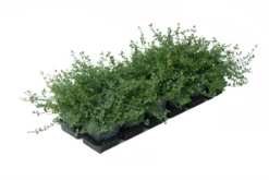 Kleinblättrige Kriechspindel „Minimus“ -Blatt Tanz Verkäufe 403107860815320ipl 28497 DSC 105820EFMI20TB9 original 800x800