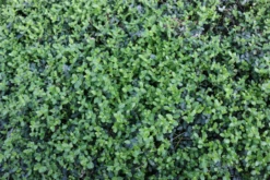 Kleinblättrige Kriechspindel „Minimus“ -Blatt Tanz Verkäufe 403107860815320ipl 32852 IMG 0416 original 800x800