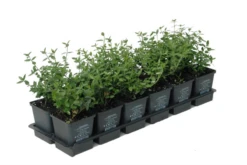 Immergrüne Kriechspindel