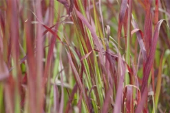 Garten-Blutgras „Red Baron“ -Blatt Tanz Verkäufe GS420412 800x800