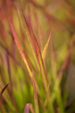 Garten-Blutgras „Red Baron“ -Blatt Tanz Verkäufe GS425100 800x800