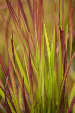 Garten-Blutgras „Red Baron“