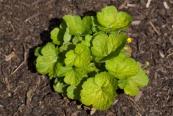 Dreiblättrige Waldsteinie -Blatt Tanz Verkäufe GS430905 800x800