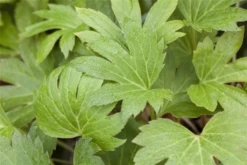 Ahornblatt -Blatt Tanz Verkäufe GS442184 800x800