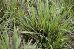 Behaarte Garten-Hainsimse „Igel“ -Blatt Tanz Verkäufe GS445190 800x800