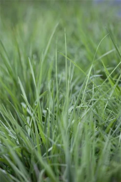 Gewöhnliches Zittergras