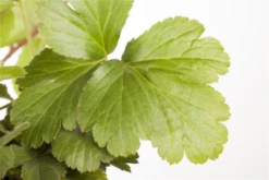 Dreiblättrige Waldsteinie