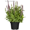 Garten-Blüten-Salbei „Sensation Deep Rose“®