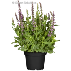 Garten-Blüten-Salbei „Sensation Deep Rose“®
