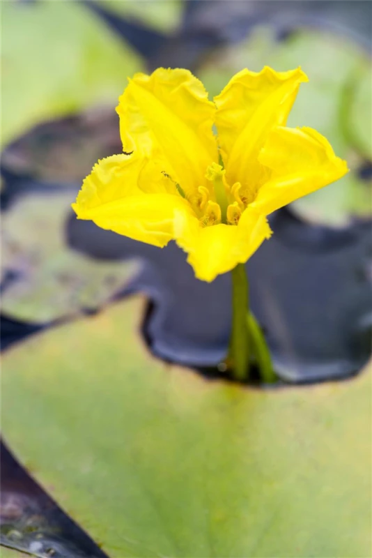 Gewöhnliche Seekanne 1 Gewöhnliche Seekanne