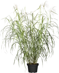 Garten-Chinaschilf „Silberfeder“