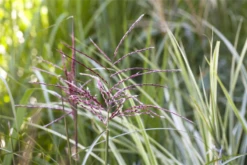 Gewöhnliches Schilf -Blatt Tanz Verkäufe GS503493 800x800