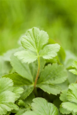 Dreiblättrige Waldsteinie -Blatt Tanz Verkäufe GS525088 800x800