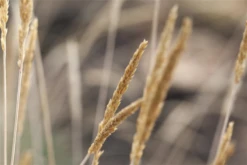 Blaugraues Schillergras -Blatt Tanz Verkäufe GS586880 800x800