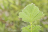 Chilenischer Nelkenwurz, Gelb 7 Chilenischer Nelkenwurz, Gelb – Bild 7