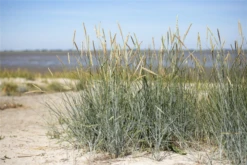 Amerikanischer Strandhafer -Blatt Tanz Verkäufe GS611934 800x800