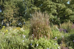 Garten-Chinaschilf „Ghana“ -Blatt Tanz Verkäufe GS619698 800x800