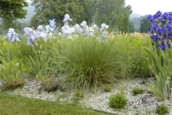 Atlas-Schwingel -Blatt Tanz Verkäufe GS620510 800x800