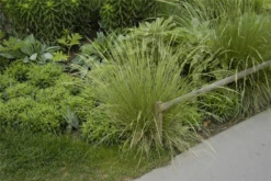 Atlas-Schwingel -Blatt Tanz Verkäufe GS620666 800x800