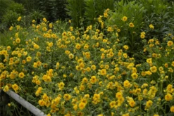 Chilenischer Nelkenwurz, Gelb 12 Chilenischer Nelkenwurz, Gelb -Blatt Tanz Verkäufe GS620678 800x800