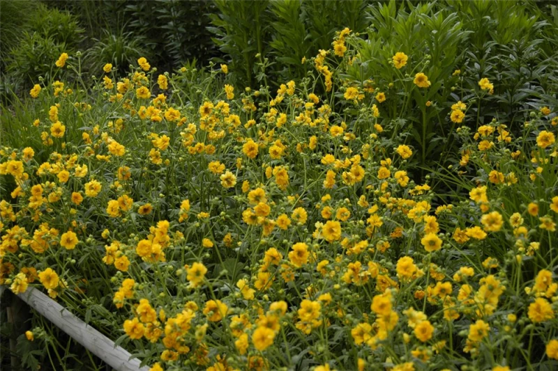 Chilenischer Nelkenwurz, Gelb 3 Chilenischer Nelkenwurz, Gelb – Bild 3