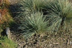 Garten-Blaustrahlhafer „Saphirsprudel“