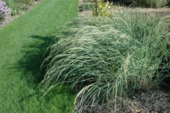 Amerikanischer Strandhafer -Blatt Tanz Verkäufe GS620902 800x800