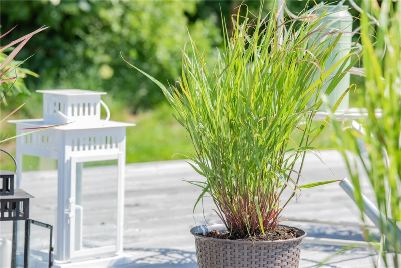 Garten-Ruten-Hirse „Rehbraun“ 2 Garten-Ruten-Hirse „Rehbraun“ – Bild 2