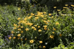 Garten-Stauden-Sonnenblume „Meteor“ -Blatt Tanz Verkäufe GS623178 800x800