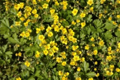 Dreiblättrige Waldsteinie -Blatt Tanz Verkäufe GS635362 800x800