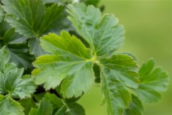 Dreiblättrige Waldsteinie -Blatt Tanz Verkäufe GS641588 800x800