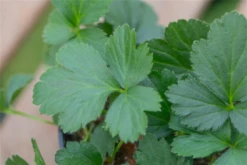 Dreiblättrige Waldsteinie -Blatt Tanz Verkäufe GS656067 800x800