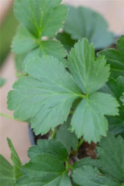 Dreiblättrige Waldsteinie -Blatt Tanz Verkäufe GS656068 800x800