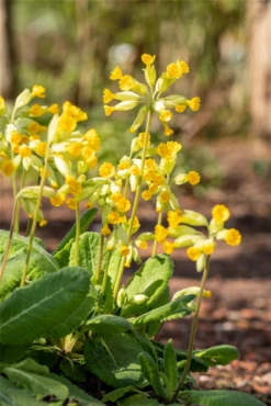 Echte Schlüsselblume -Blatt Tanz Verkäufe GS658159 800x800