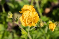 Chilenischer Nelkenwurz, Gelb 9 Chilenischer Nelkenwurz, Gelb – Bild 9