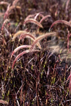 Federborstengras „Fireworks(s)“ -Blatt Tanz Verkäufe GS672629 800x800