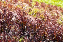 Federborstengras „Fireworks(s)“ -Blatt Tanz Verkäufe GS672808 800x800