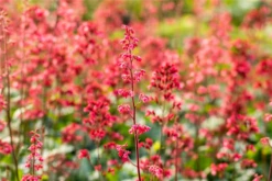 Purpurglöckchen „Paris“ -Blatt Tanz Verkäufe GS697823 800x800