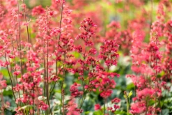 Purpurglöckchen „Paris“ -Blatt Tanz Verkäufe GS697824 800x800