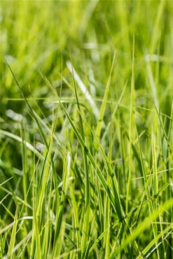 Palmwedel-Segge „Silberstreif“