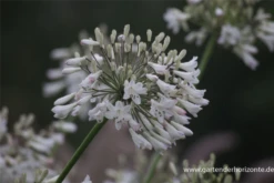 Afrika-Schmucklilie -Blatt Tanz Verkäufe P2000098 2 800x800