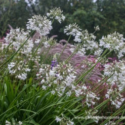 Afrika-Schmucklilie -Blatt Tanz Verkäufe P2000098 3 800x800