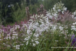 Afrika-Schmucklilie -Blatt Tanz Verkäufe P2000098 5 800x800