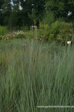 Blaugraues Garten-Präriegras „Prairie Blues“